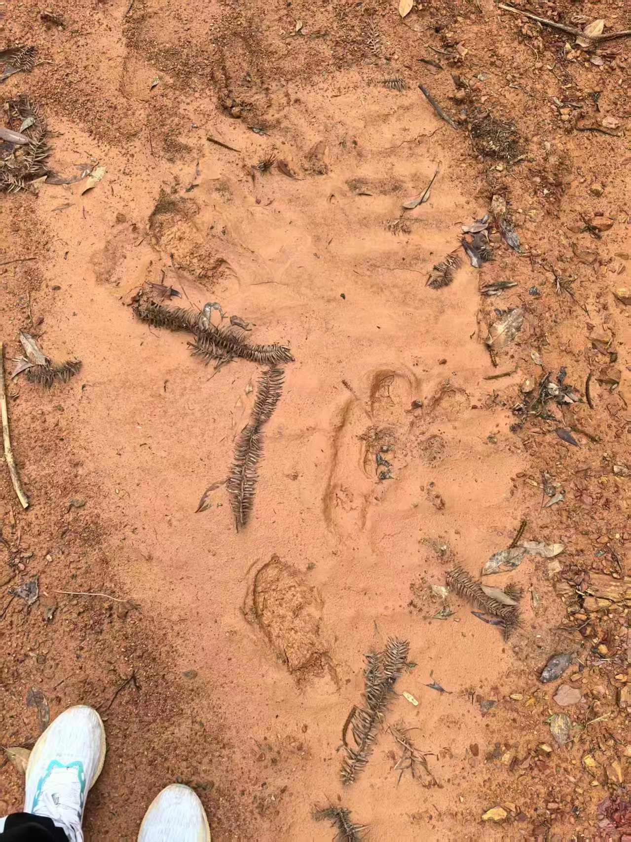 皇冠信用盘登3代理申请_“山上都是吃的皇冠信用盘登3代理申请！”浏阳74岁老人走失6日奇迹生还！家人：找到时她还提醒我们别滑了